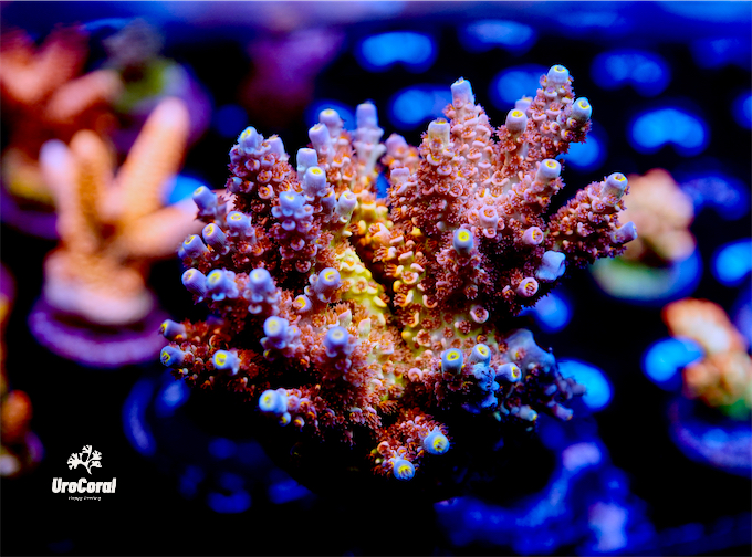 Acropora Tenuis