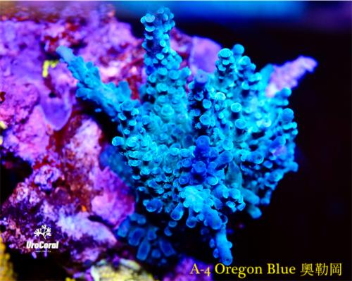 A4 Oregon Blue