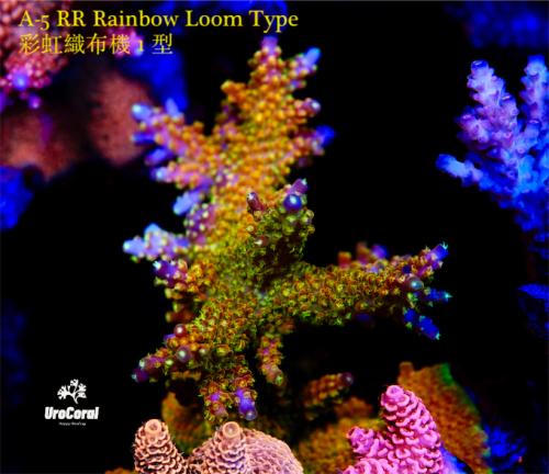 A5 Rainbow loom T1