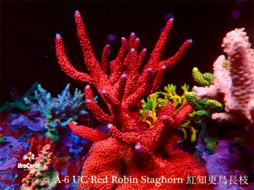A6 Red Robin Staghorn