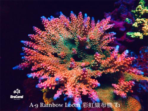 A9 Rainbow Loom T1