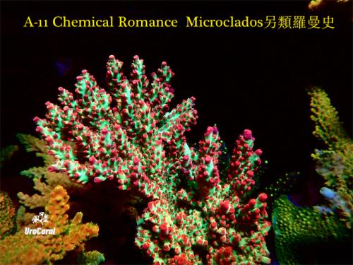 A11 Chemical Romance Microclados