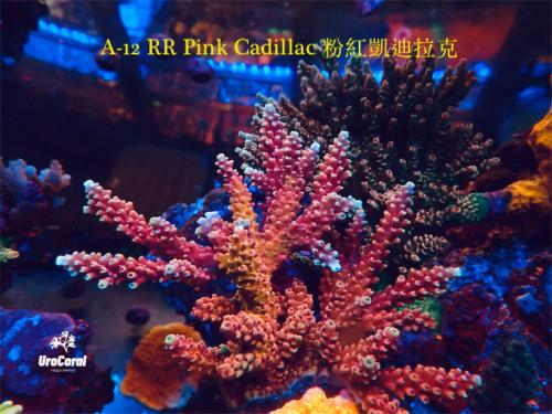 A12 RR Pink Cardillac
