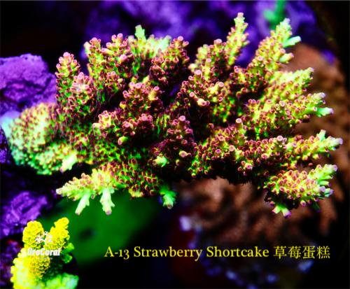 A13 Strawberry Shortcake