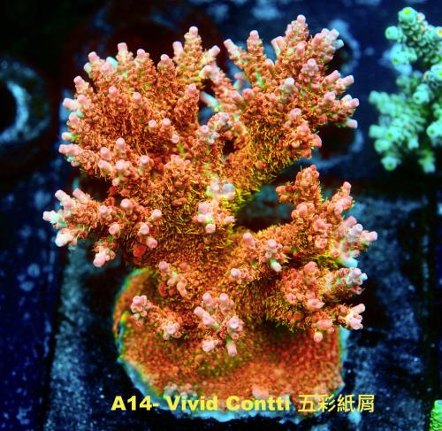 A14 Vivid Confetti