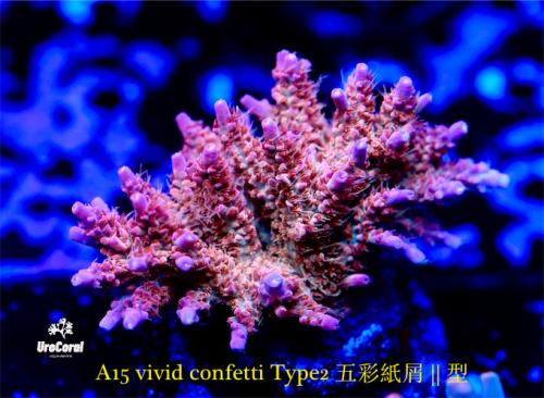 A15 Vivid Confetti Type2