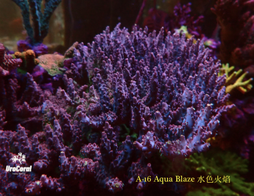 A16 Aqua Blaze