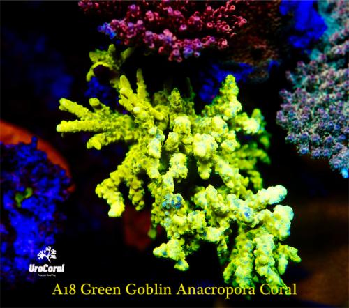 A18 Green Goblin Anacropora