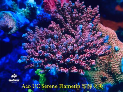 A20 Serene Flametip