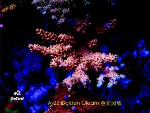 A22 Golden Gleam