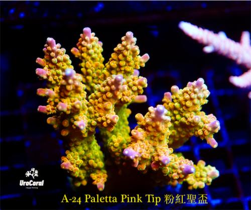 A24 Paletta Pink Tip