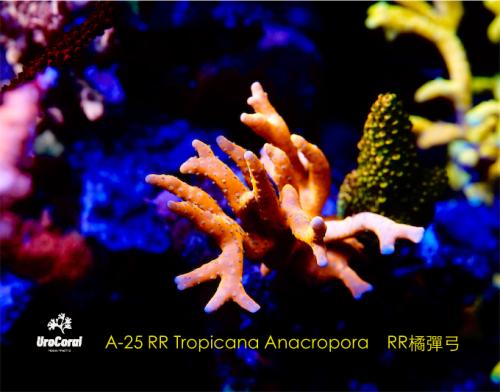 A25 RR Tropicana Anacropora