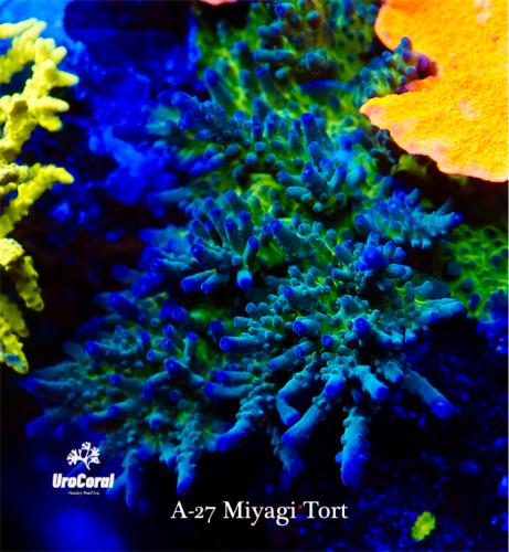 A27 Miyagi Tort