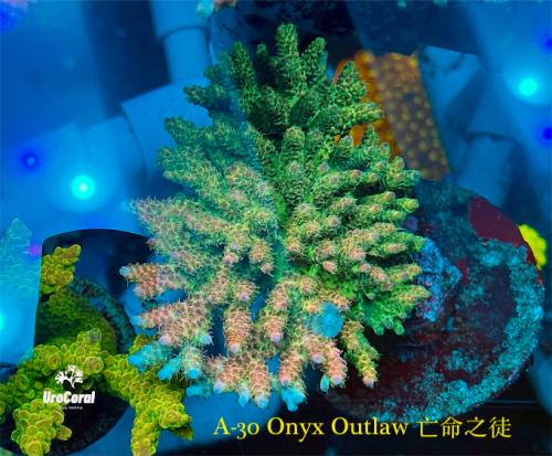 A30 Onyx Outlaw