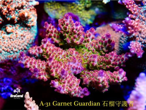 A31 Garnet Guardian