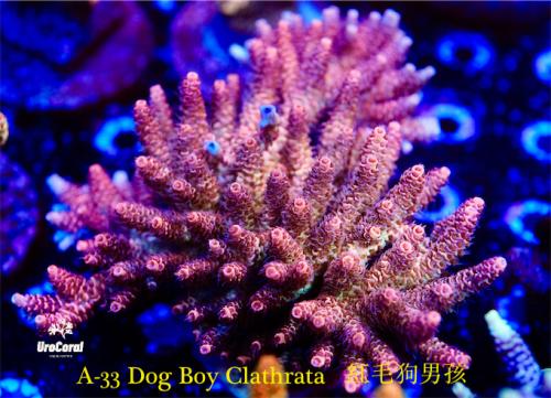 A33 Dog Boy Clathrata