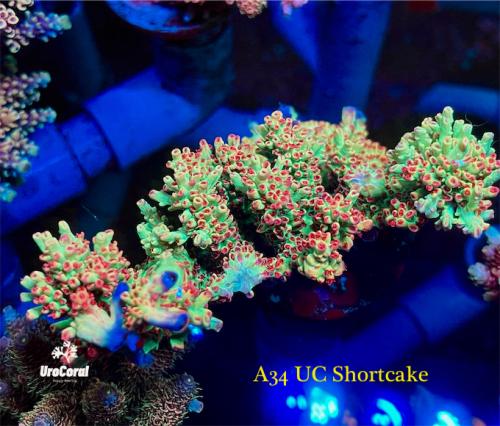 A34 UC Shortcake