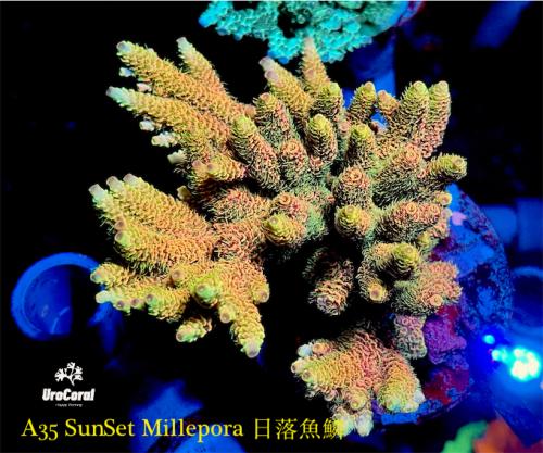 A35 Sunset Millepora