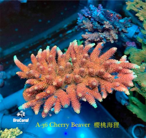A36 cherry beaver