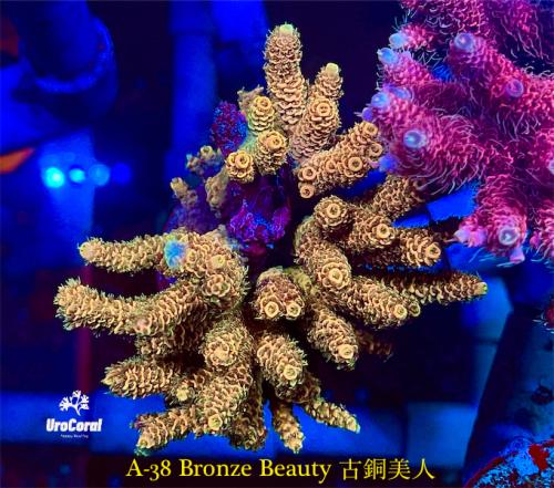 A38 Bronze Beauty