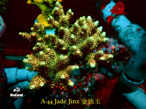 A44 Jade Jinx