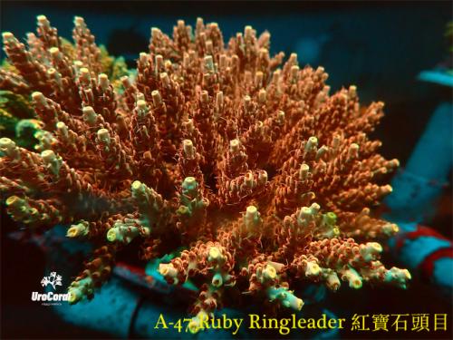 A47 Ruby Ringleader