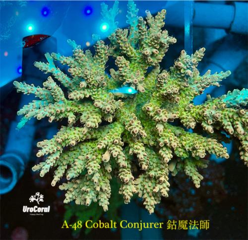 A48 Cobalt Conjurer