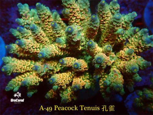 A49 Peacock Tenuis