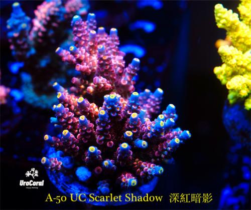 A50 Scarlet Shadow