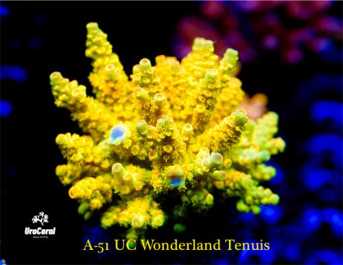 A51 Wonderland Tenuis