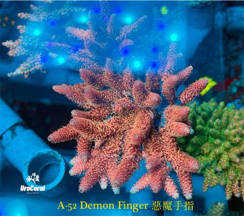 A52 Demon Finger