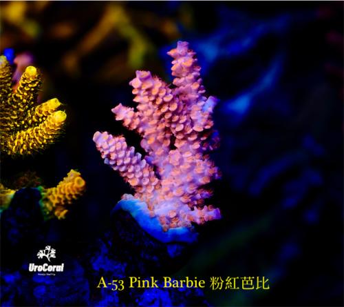 A53 Pink Barbie