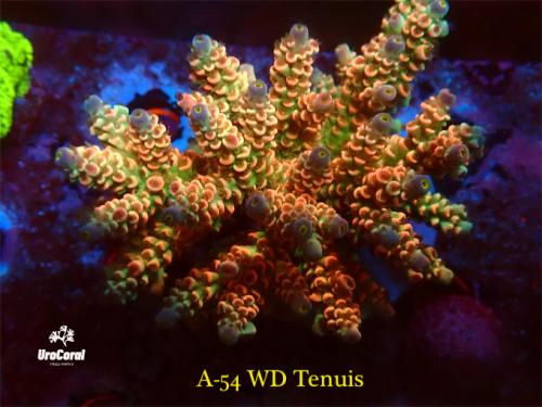 A54 WD Tenuis