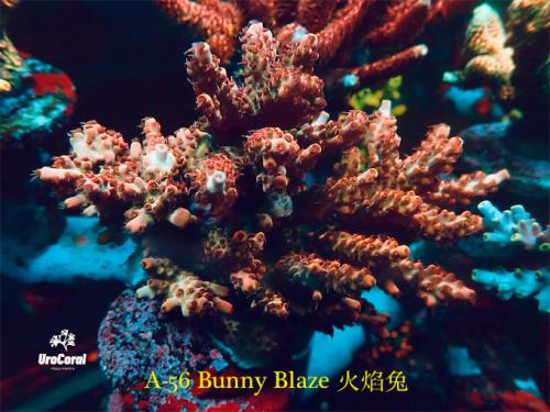 A56 Bunny Blaze