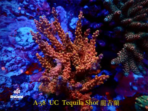A58 Tequlia Shot