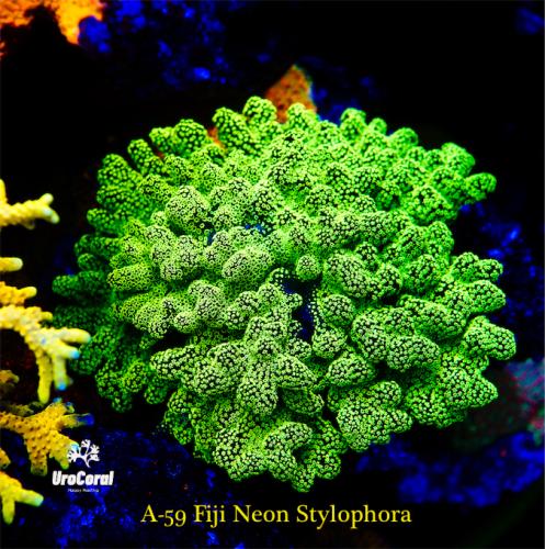 A59 Fiji Neon Stylophora