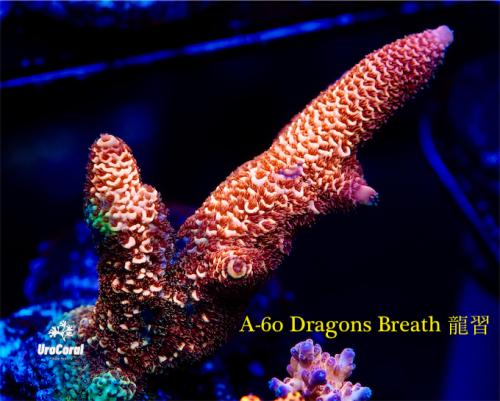 A60 Dragons Breath