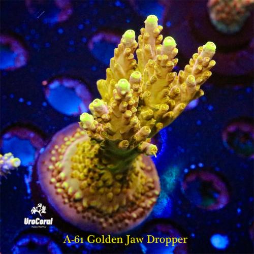A61 golden jaw dropper