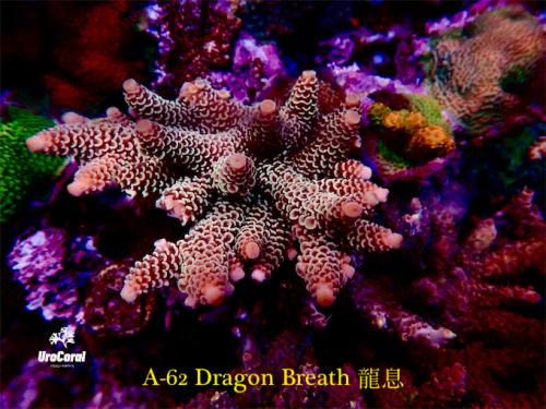 A62 dragon breath