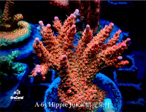 A63 Hippie Juice
