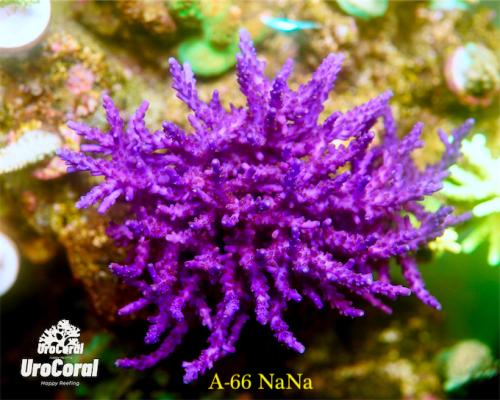 A66 Nana