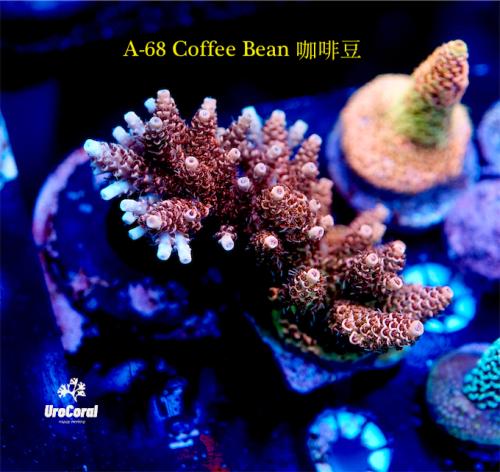 A68 Coffee Bean