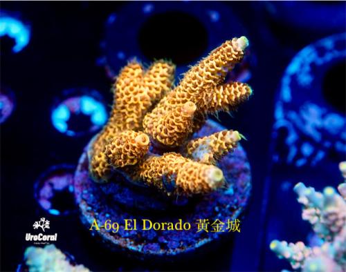 A69 El Dorado