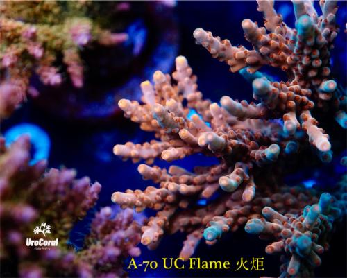 A70 Flame