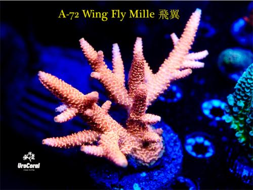 A72 Wing Fly