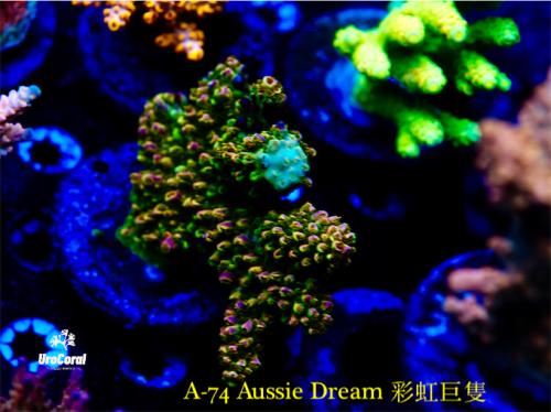 A74 Aussie Dream