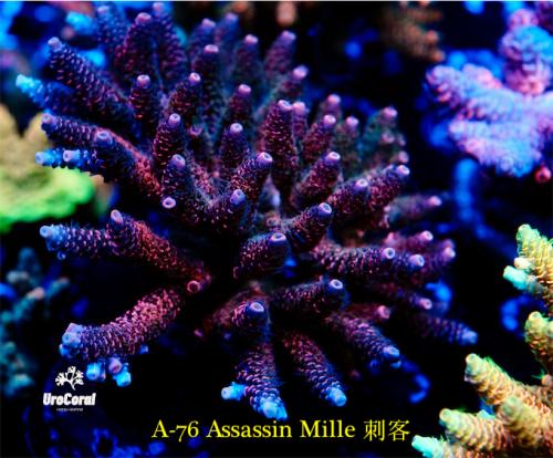 A76 Assassin