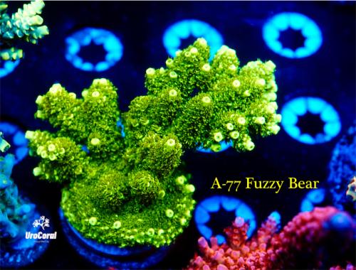 A-77 Fuzzy bear