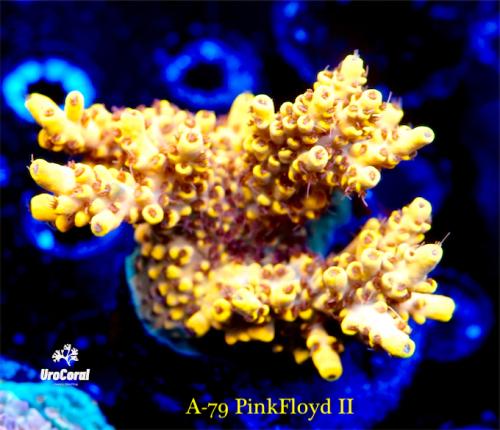 A79 PinkFloyd II 