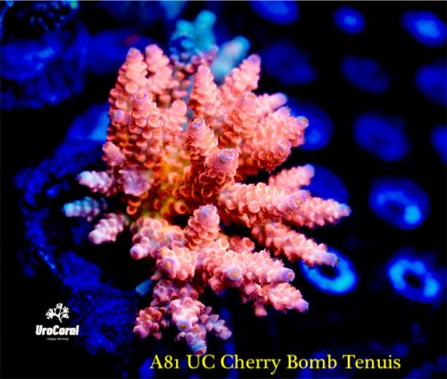 A81 UC Cherry Bomb Tenuis